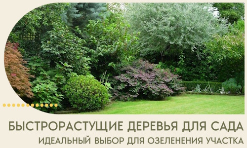 Быстрорастущие деревья для сада идеальный выбор в Новокубанске