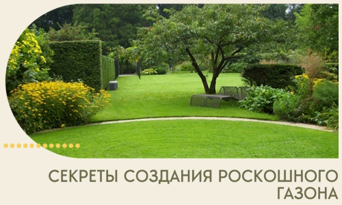 Секреты создания роскошного газона в Новокубанске